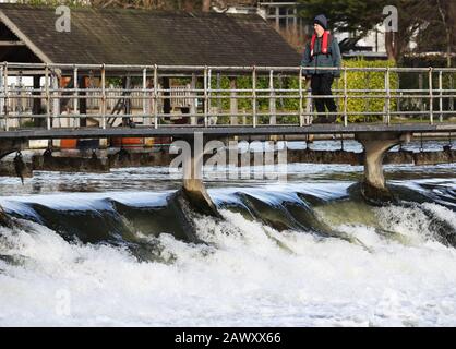 Ein Mitarbeiter der Umweltbehörde spaziert nach Storm Ciara, der das Land am Sonntag in die Stadt führte, über das Wehr bei Ray Mill Island, Maidenhead, Berkshire. Stockfoto