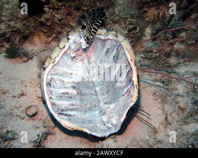 Die Überreste einer Schildkrötenhülle auf dem Meeresbett Stockfoto