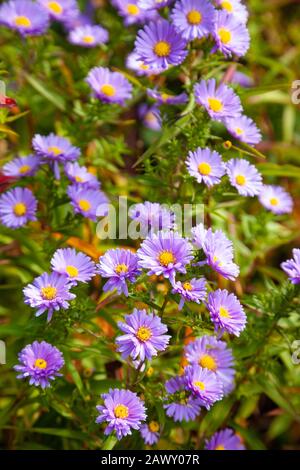 Die Aster blüht im Oktober in Schottland Stockfoto