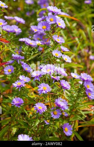 Die Aster blüht im Oktober in Schottland Stockfoto