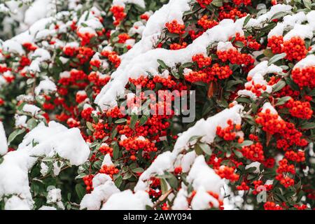 Roter Beerenbaum oder Sträucher mit Schnee-, Winter- und Frostkonzept Stockfoto