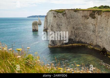 Kreide-Stack an Old Harry Rocks, Dorset, England Stockfoto