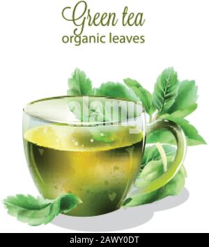 Organischer grüner Tee in transparenter Tasse mit Minzblättern. Vektor für Wasserfarben Stock Vektor