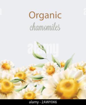 Organische Kämmchen blühen mit grünen Blättern. Vektor für Wasserfarben Stock Vektor