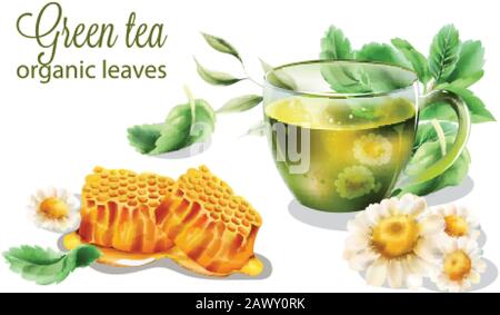 Organischer grüner Tee in transparenter Tasse mit Minzblättern. Kamille und Wabenzusammensetzung. Vektor für Wasserfarben Stock Vektor