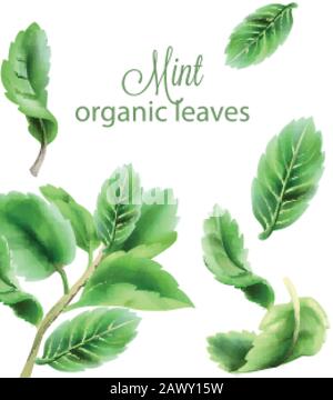 Organische grüne Minzenblätter. Vektor für Wasserfarben Stock Vektor