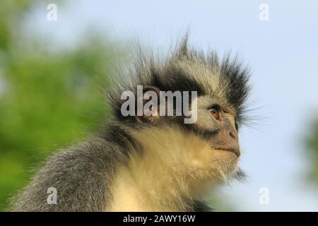 Thomas Leaf Monkey, Gunung leuser Nationalpark Stockfoto