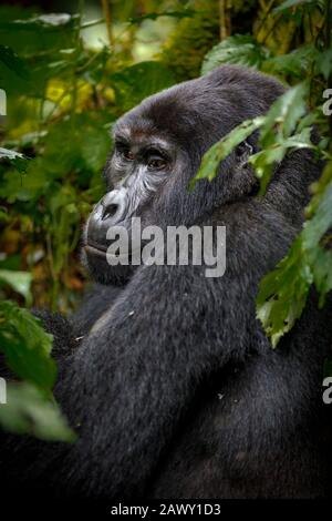 Berggorilla mit männlichem Silberrücken (Gorilla beringei beringei) in der Katwe-Gruppe, Bwindi Impenetrable Forest, Bwindi Impenetrable National Park, Uganda Stockfoto