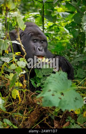 Berggorilla aus männlichem Silberrücken (Gorilla beringei beringei) in der Katwe-Gruppe, die Blätter isst, Bwindi Impenetrable Forest, südwestlich von Uganda Stockfoto