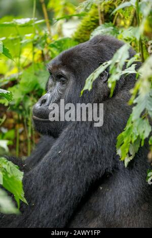 Berggorilla mit männlichem Silberrücken (Gorilla beringei beringei) in der Katwe-Gruppe, Bwindi Impenetrable Forest, Bwindi Impenetrable National Park, Uganda Stockfoto