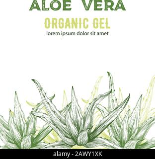 Aloe Vera organisches Gel mit Strichvorlagen. Platz für Text. Vektor Stock Vektor
