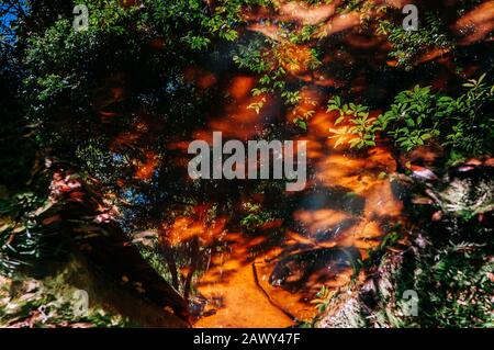 Schöner Silhouettenbaum hinterlässt Schatten, der sich auf der Wasseroberfläche im tropischen Wald im Nationalpark Phu Kradueng, Loei - Thailand, widerspiegelt Stockfoto