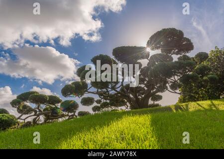 Jardin Japonés oder Japanese Garden, Buenos Aires, Argentinien, Lateinamerika Stockfoto