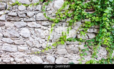 Klettereivige Pflanzen schön Geflechte oder breitet sich über eine weiße Steinwand aus Kalksteinen aus. Die Idee, ​​decorating die Wand im Landschaftsdesign Stockfoto