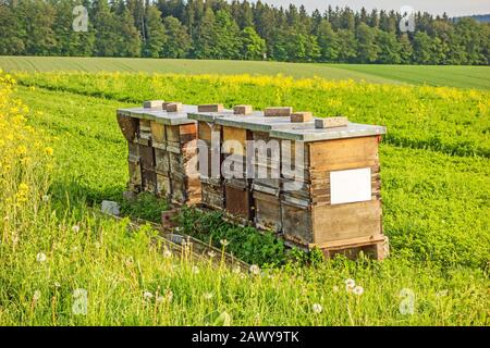 Bienenhaus auf dem Gebiet der Raps Stockfoto