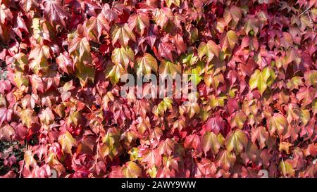 Rote Kletterpflanze ibt dicht geflemmt oder breitet sich an der Wand aus. Die Idee für das Landschaftsdesign. Geblümter Hintergrund aus roten Blättern. Stockfoto