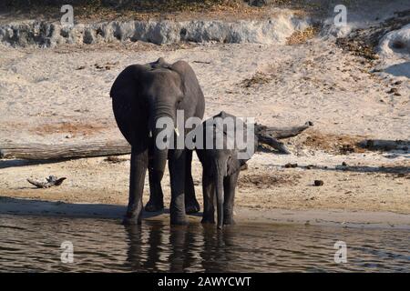 Eine Elefantenmama mit ihrem Baby am Ufer des Chobe River, Botswana Stockfoto