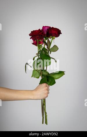 Rosen in der Hand isoliert auf weißem Hintergrund gehalten Stockfoto