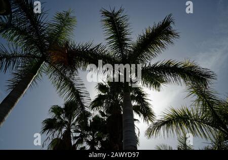 Die silhouettierte Palme ist gegen die Sonne. Dunkle Palmenblätter gegen einen blauen Himmel. Stockfoto