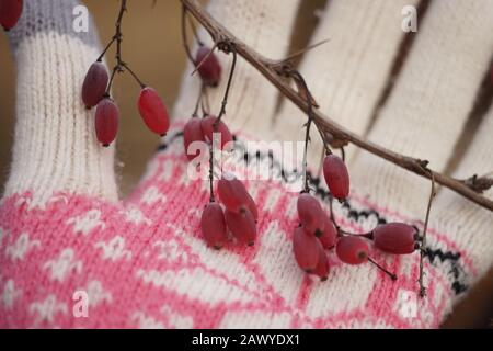 Barberry Zweig mit pinkfarbenen Beeren und weiblicher Hand im Handschuh. Selektiver Fokus. Wintersaison Stockfoto