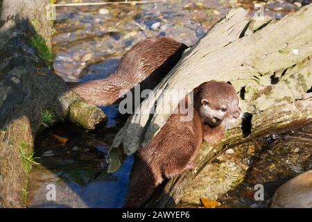 Kurze klatschige asiatische Otter Stockfoto