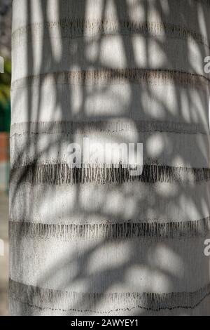 Baumstamm von Palm, Nahaufnahme. Stieldetails und Sonnenlicht. Stockfoto