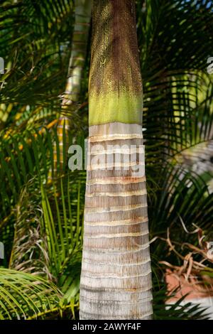 Baumstamm von Palm, Nahaufnahme. Stieldetails und Sonnenlicht. Stockfoto