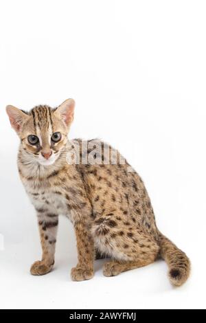 Die asiatische Leopardenkatze oder Sunda-Leopardenkatze (Prionailurus bengalensis) Prionailurus javanensis isoliert auf weißem Grund Stockfoto
