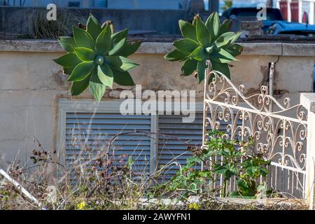 Mediterrane Pflanze, grüne und saftige Aloe Vera am Zaun des verlassenen Hauses mit sanftem Sonnenuntergang Stockfoto