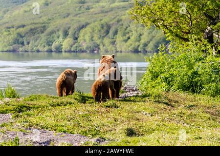 Braunbär mit zwei Jungfischen (Ursus arctos beringianus) am Kurilsee, Halbinsel Kamtschatka, Russland Stockfoto