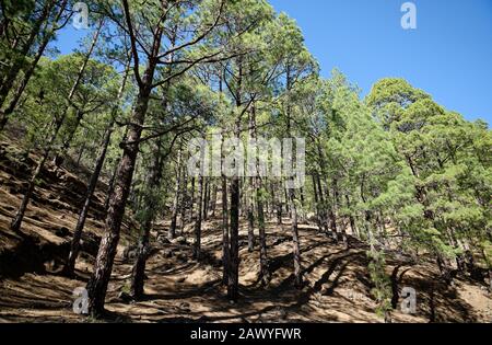 Kiefernwälder und Felsen der Caldera de Taburiente, Insel La Palma, Spanien. Vulkanische Caldera, die jetzt in grünen Kiefernwäldern bedeckt ist. Stockfoto