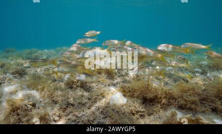 Gruppe von gestreiften Rotmullfischen unter Wasser im Mittelmeer, Spanien, Costa Brava, Cadaques, Katalonien, Cap de Creus Stockfoto