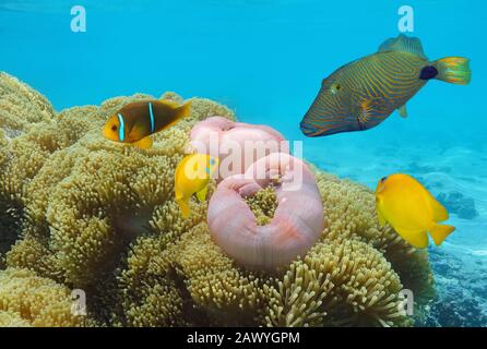 Bunte tropische Fische mit Meeresanemonen unter Wasser im Pazifischen Ozean, Französisch-Polynesien Stockfoto