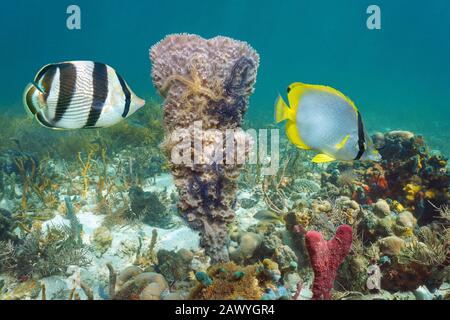 Gebanderte Falterfische In Coral Reef Chaetodon Striatus Honduras Karibik Sudamerika Stockfotografie Alamy