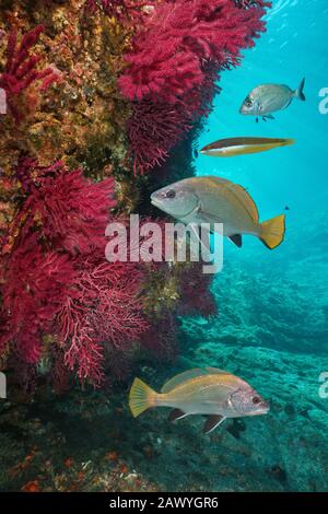 Mediterrane Unterwasserwelt, bunte Meerpeitsche Weichkoralle mit mehreren Fischen, Cap de Creus, Costa Brava, Spanien Stockfoto