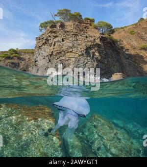 Seekapes Mittelmeer, Felsküste mit einem Fass Quallen unter Wasser, geteilter Blick über und unter der Wasseroberfläche, Spanien, Costa Brava, Katalonien Stockfoto