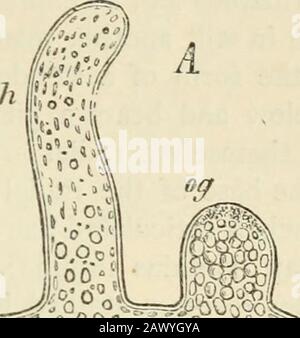 Textbuch der Botanik, der Morphologie und der Physiologie. Stockfoto