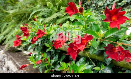 Mandevilla im Landschaftsdesign des englischen Gartens. Malerische Nahaufnahme von tropischer exotischer Blume aus rotem Dipladenia oder Mannevilla in einem natürlichen Hektar Stockfoto