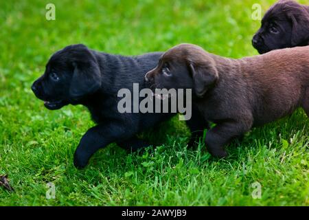 Zwei Labrador Welpen. Labrador Welpe auf grünem Gras. Stockfoto