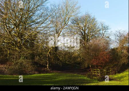 Ländliche Landschaft mit Fußweg, der von Bäumen und grüner Weide am schönen Wintermorgen im Westwood, Beverley, Yorkshire, Großbritannien flankiert wird. Stockfoto