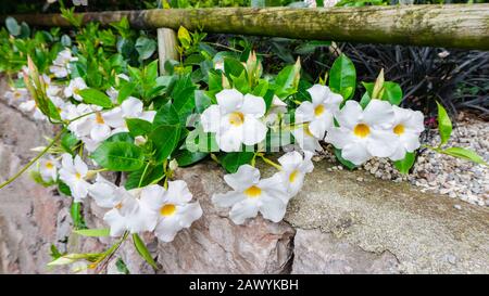 Landschaftsfoto von tropisch exotischen Blumen aus weißer Dipladenie oder Mandevilla in natürlichem Lebensraum. Dipladenia im Landschaftsdesign. Nahaufnahme von mand Stockfoto