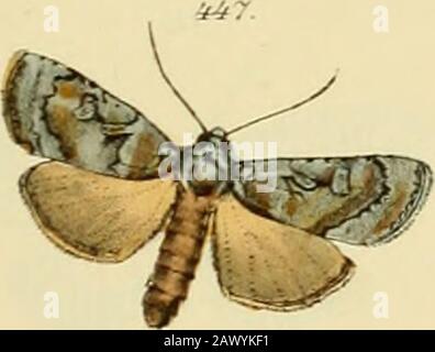 Zutrage zur Sammlung exotischer Schemetterlinge : betehend in Bekundung einzelner Fliegmühler neuer oder seltener nichteuropäischer Gattungen . Stockfoto