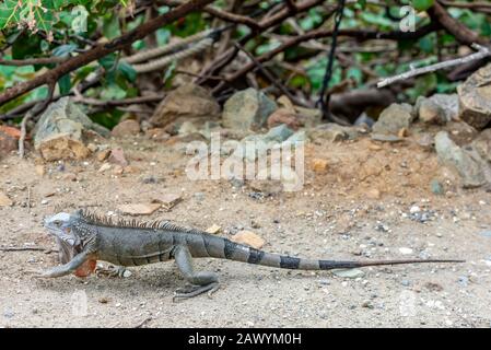 Iguana in St. Martin Stockfoto