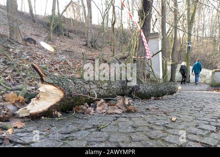Prag, Tschechien. Februar 2020. Ein umgestürzter Baum nach dem Sturm Ciara (Sabine) ist am Montag, 10. Februar 2020, in Prag, Tschechien zu sehen. Kredit: Katerina Sulova/CTK Foto/Alamy Live News