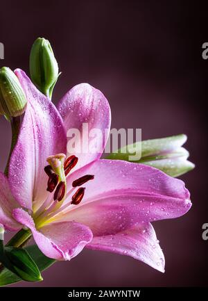 Nahaufnahme einer schönen lilafarbenen Lilienblüte mit Wassertropfen auf dunklem Hintergrund Stockfoto