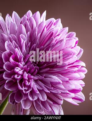 Nahaufnahme einer schönen lilafarbenen Chrysanthemumblume auf braunem Grund Stockfoto