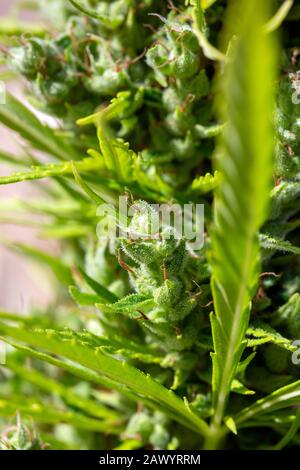 Detail einer weiblichen Knospe der Marihuana-Pflanze - Cannabis Sativa, die in der Sommersonne im Freien wächst. Stockfoto