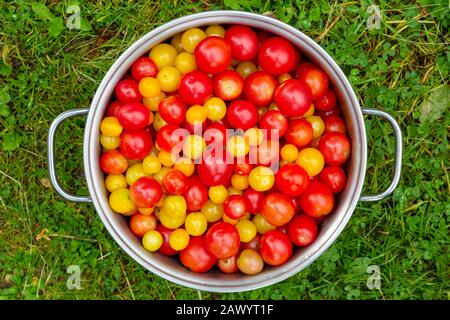 Ein Kochtopf voller frisch geernteter Kirschtomaten - Solanum lycopersicum - von oben im Gras gesehen. Stockfoto