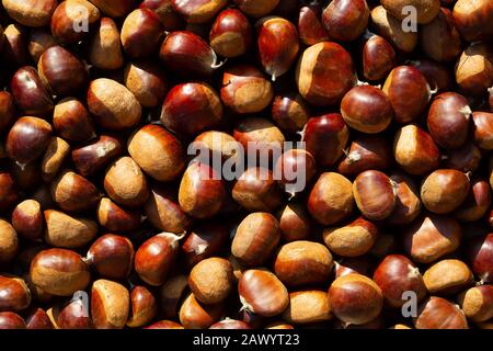 Viele geerntete Chestnuss-Samen sammelten sich zum Verzehr, von oben gesehen in der Sommersonne. Stockfoto