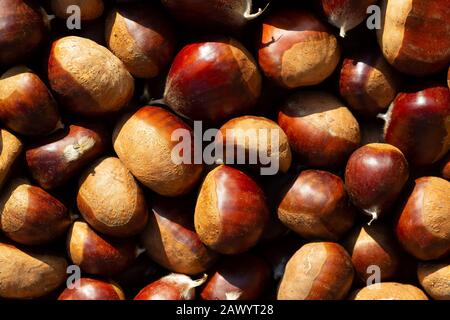 Viele geerntete Chestnuss-Samen sammelten sich zum Verzehr, von oben gesehen in der Sommersonne. Stockfoto
